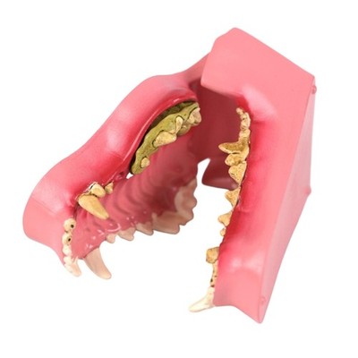 Canine Teeth Anatomy Tool for Veterinary Instructors Features PVC Construction