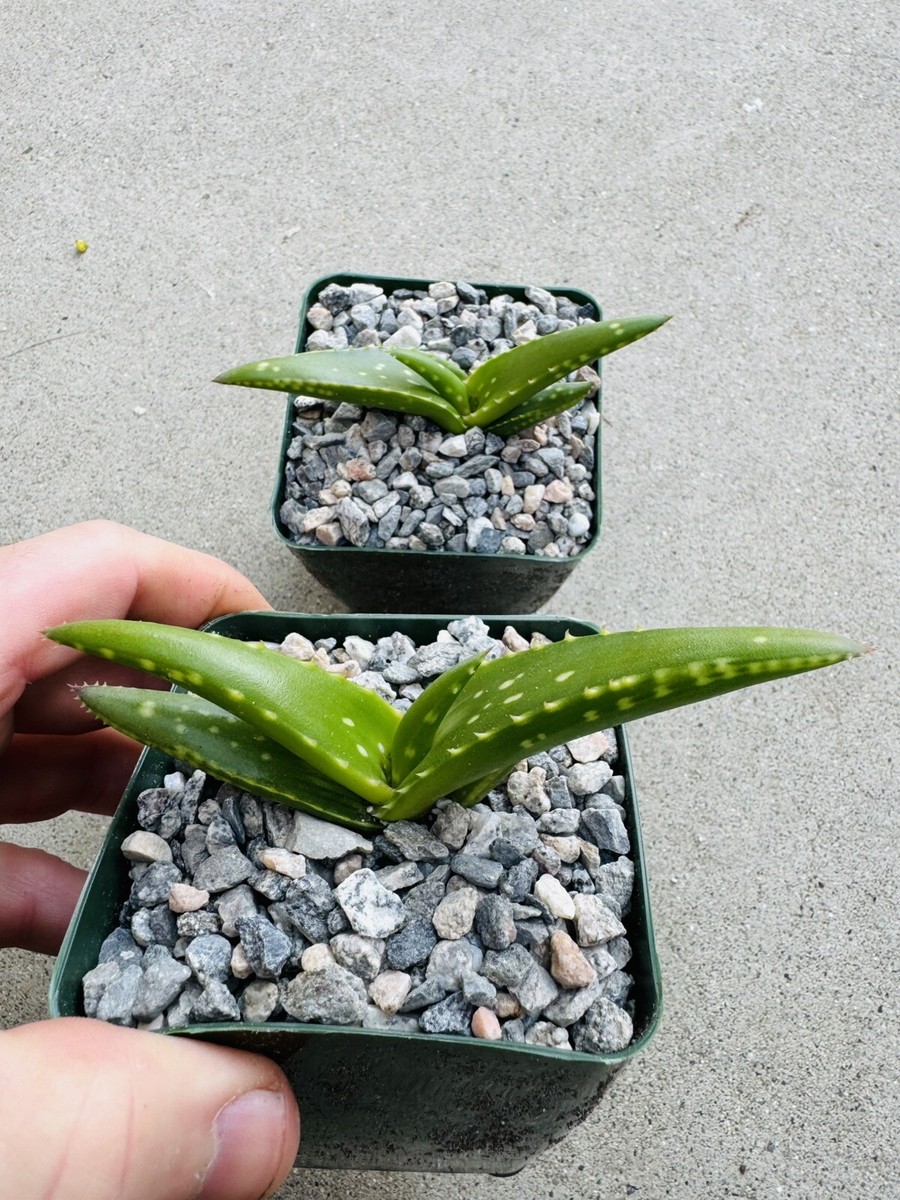 Aloe fleurentiniorum - Rare Aloes- Succulents-cacti-plants | eBay