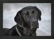Black Labrador in the snow Framed Wall Art Poster Canvas Print Picture