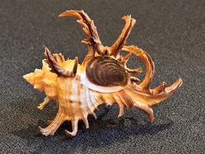 Staghorn Murex Shell (Chicoreus cornucervi )  from Australia