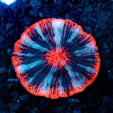 CS ULTRA PLATE CORAL - WYSIWYG LIVE CORAL