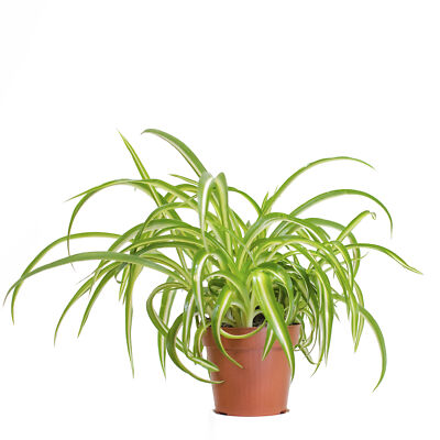 monstera deliciosa seedling Monstera Deliciosa 'Yellow Marilyn'  House Plant Shop