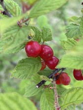 10  Nanking Bush Cherry Prunus Tomentosa Seeds Fresh 2025