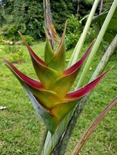 New HELICONIA CARIBAEA BONNIE KLINE LIVE RHIZOME. EXOTIC TROPICAL
