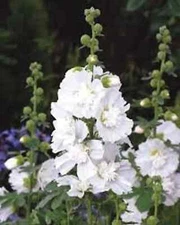 Organic White Hollyhock Plant Seeds/ 600 Count - Grown in the U.S.A.