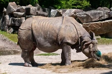 Digital Image, Picture, Photo, RHINO