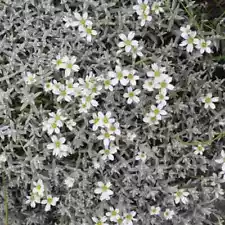 Snow In Summer Seeds 300+ Cerastium Flower Groundcover PERRENIAL FREE SHIPPING