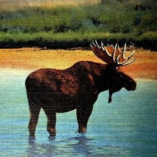 Postcard BULL MOOSE IN RIVER, Yellowstone Nat...