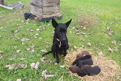 Kelpie Puppies Dogs Puppies Gumtree Australia Kempsey Area Gladstone 1254923869
