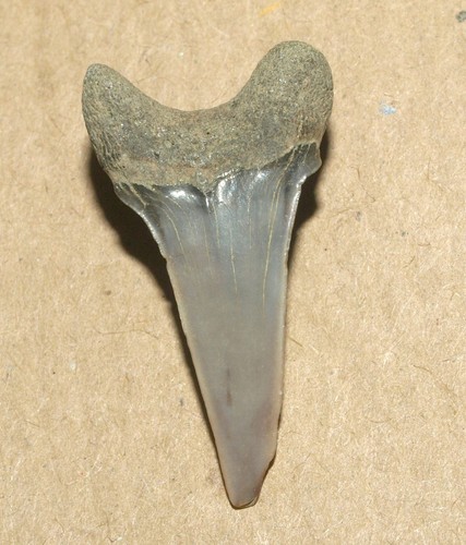 Acrolamna saratovi, RARE shark tooth from Cretaceous of Tambov region, Russia - Picture 11 of 15