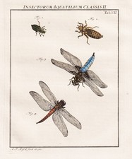 Tab VII Libellen dragonflies dragonfly Kupferstich Rösel von Rosenhof 1746