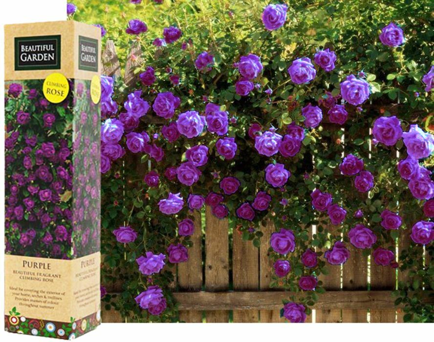Tree Roses Fragrant Fragrant Rose Trees