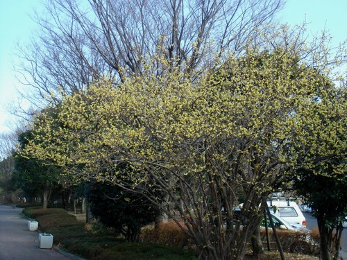 Chimonanthus Praecox Shrub 200 Seeds, Fragrant Wintersweet, Hardy Allspice - Picture 3 of 6