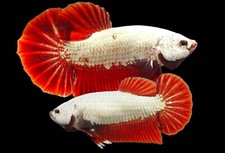A Breeding Pair of Red Dragon male and female Live Betta Fish Plakat