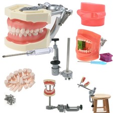 US Kilgore nissin 500 Dental 28 Teeth Model Replace Teeth typodont mounting pole