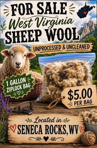 Natural Raw WV Sheep WOOL