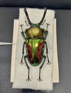 Insect Lucanidae Phalacrognathus muelleri From Australia Male 58mm Beautiful