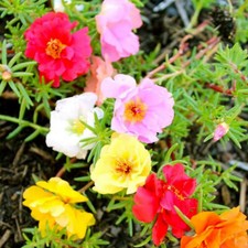 100 Mini Portulaca Seeds Mix UK Colouful Carpet Moss Rose to Plant Grow Flowers