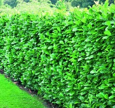 5x Large Cherry Laurel Evergreen Hedging Trees 3ft in 3L Pots Direct Plants