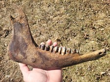 Historic Bison lower jaw bone buffalo not a fossil