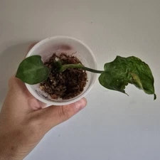 Philodendron Splendid rooted starter plant. Verrucosum x Melanochrysum Hybrid. 