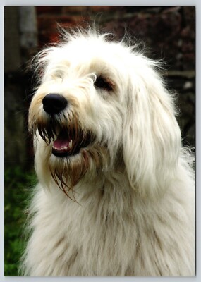 South Russian Ovcharka Puppy Caucasian Mountain Ovcharka Price