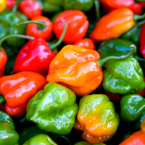 Ceylon Scotch Bonnet Seeds Super Heat Spicy Chili Hot Pepper Vegetable Gardening - Picture 9 of 17