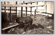 Postal de cerdo cerdo con lechones RPPC