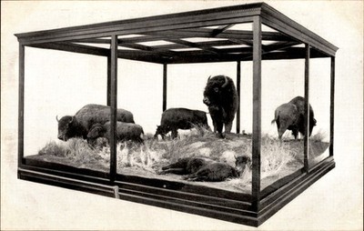 Field Museum Chicago American Bison Buffalo Taxidermy Display Postcard F-29