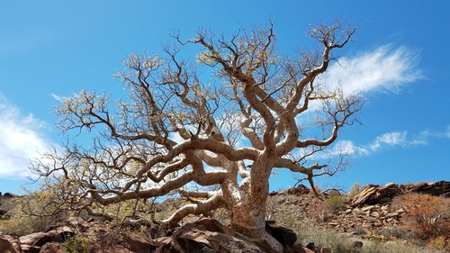 Pachycormus discolor, Baja Elephant Tree Se eds Fresh 2025 Harvest - 5 to 20 - Picture 4 of 6