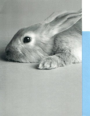Miss Missing You Bunny Rabbit Long Distance Far Away Hallmark Greeting Card