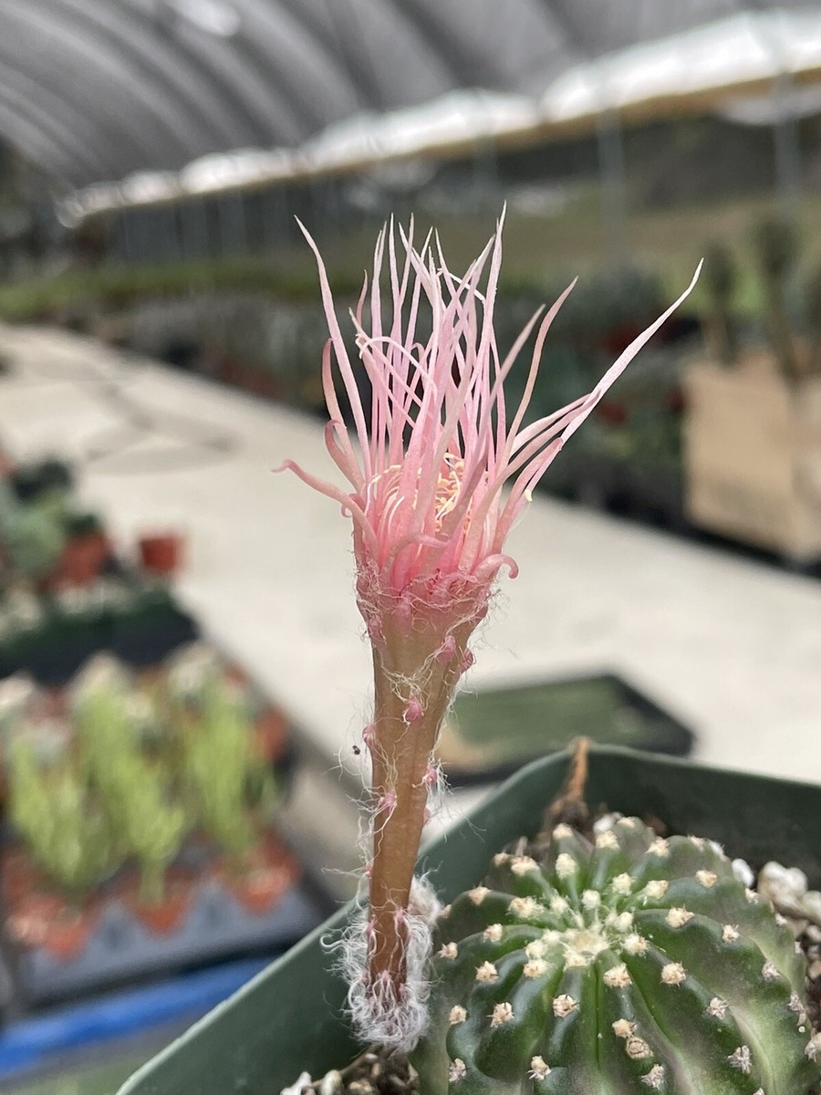 wie viel licht braucht ein gummibaum Weißbunter Gummibaum 'Tineke' kaufen main image 0