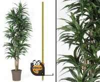 Dracena Kunstpalme 320 BläTtern GrüN Weiß 2 NaturstäMme 200Cm Von Ibizanos