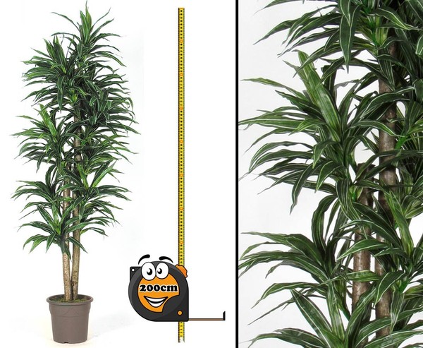 Dracena Kunstpalme 320 BläTtern GrüN Weiß 2 NaturstäMme 200Cm Von Ibizanos-image