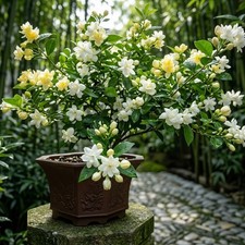 100pcs Jasmine Seeds Fragrance Flower Vine for Balcony Pot Growing
