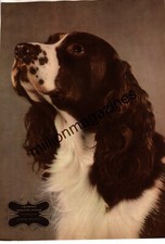 1942 Springer Spaniel  original print from Esquire - Champion Eldgyth Opollo