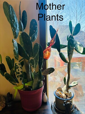 Spineless thornless edible Nopales Prickly pear cactus, lot of 2 pads, 10  to 14