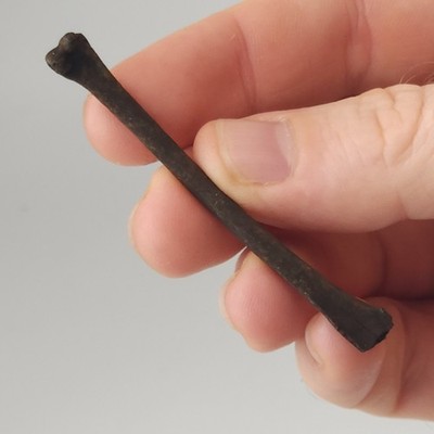 Avian Fossil Limb Bone - Bird - North Florida - Dinosaur - Pleistocene Ice Age