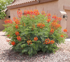 Live Red Bird of Paradise Plant 4" Pot Exotic Tropical Flowering Plant