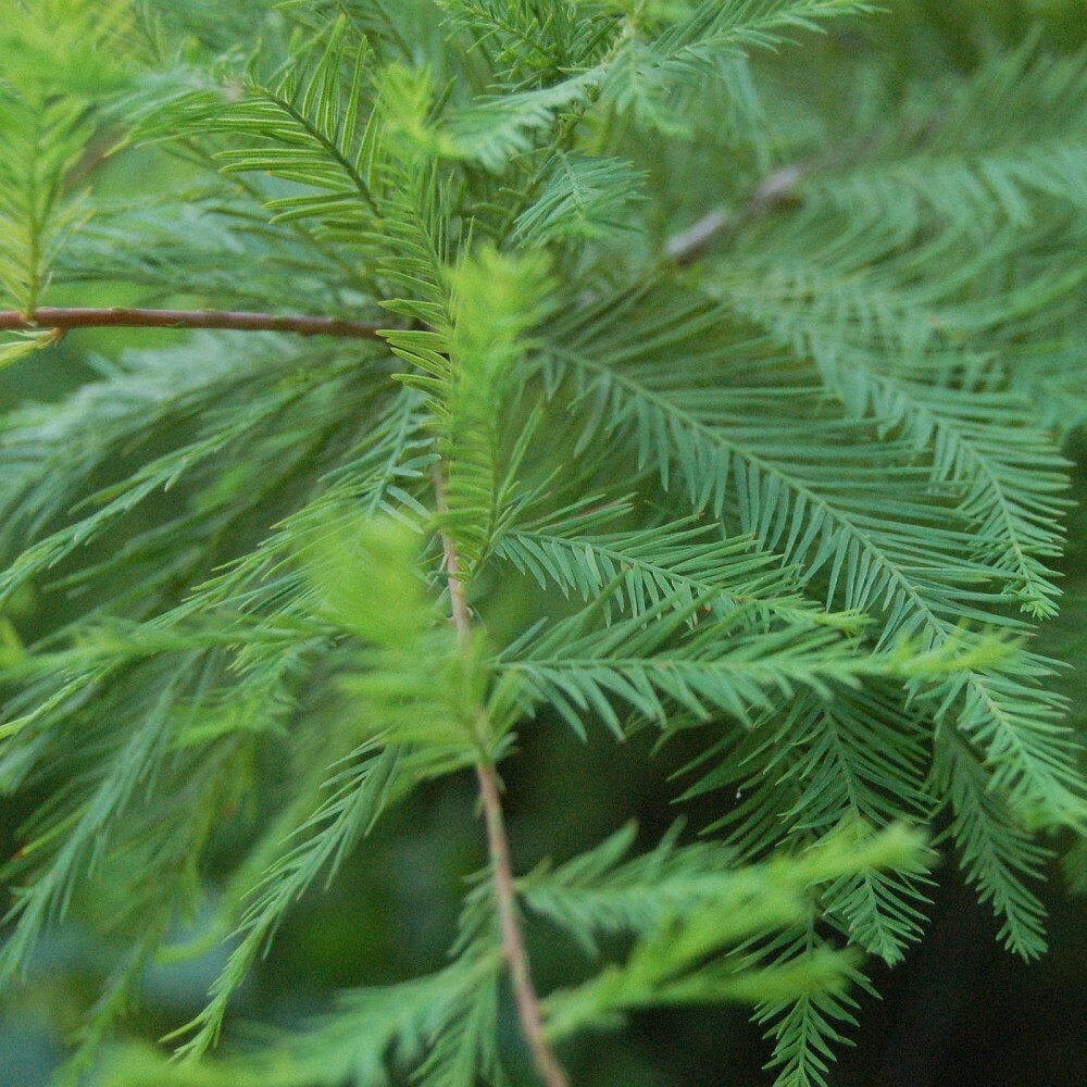 BALD CYPRESS NORTHERN Taxodium Distichum FREE S&H