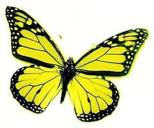 Image result for yellow and black butterfly