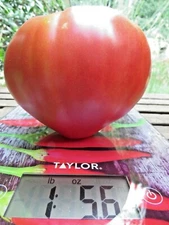 Teton de Monja - a mountain of a tomato!