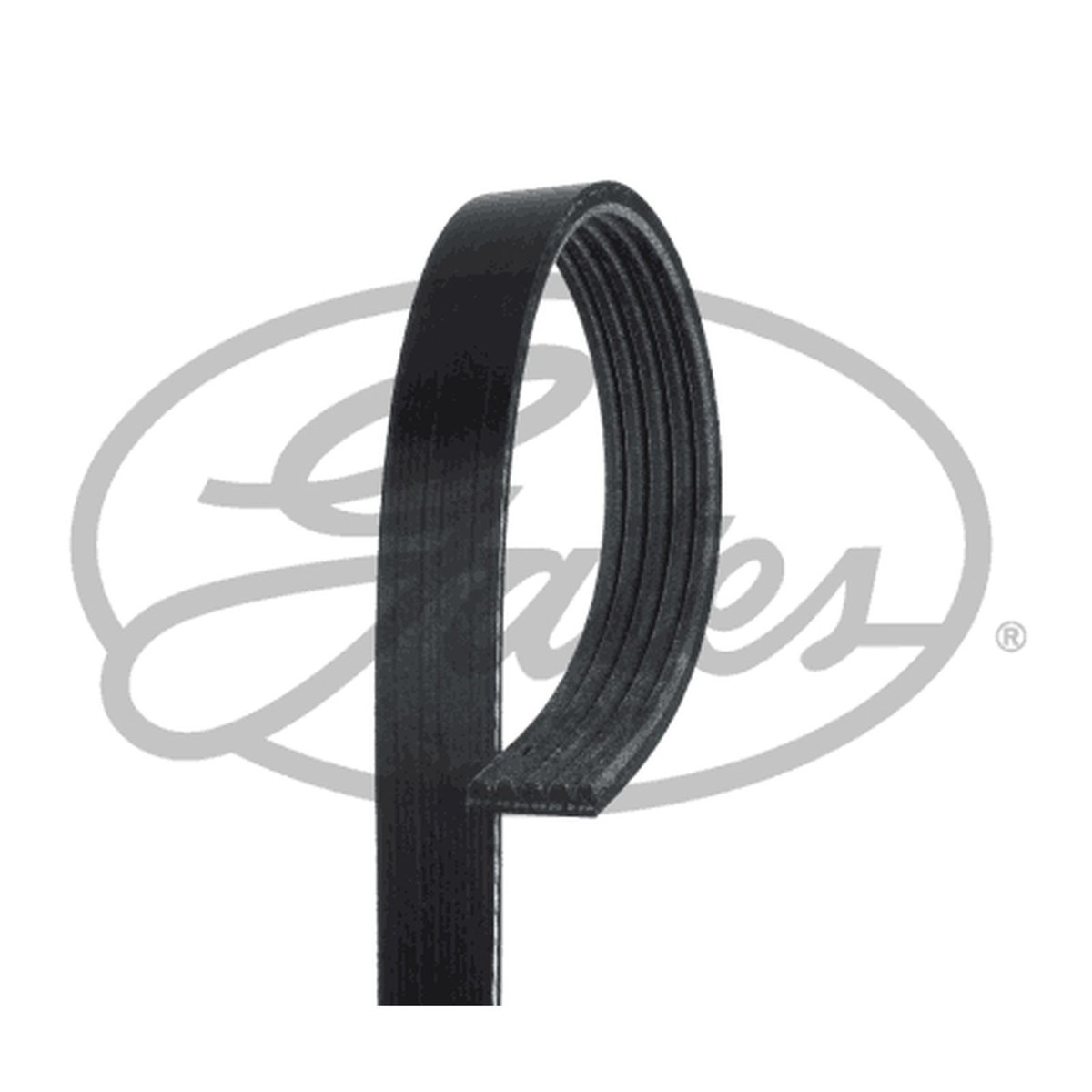 5 Rib Multi V Drive Belt For Toyota Camry 2.0 ZX Gates 9091602467