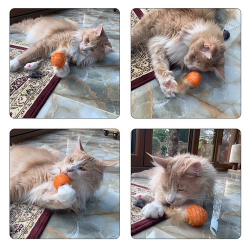 4 Pcs Candy Colored Badminton Kitten Toys for Indoor Kittens Ball - Picture 6 of 11