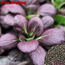 Purple Pak Choy SEEDS | Purple Pak Choi, Purple Bok Choy SEEDS | NON-GMO