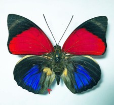 Agrias claudina croesus - AgriasButterflies.com