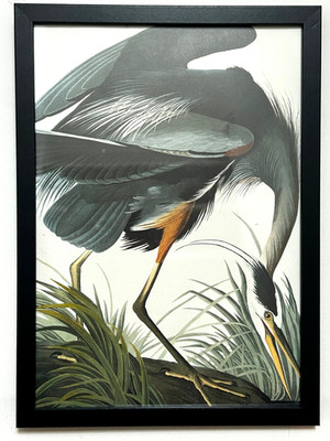 TOLLER BLAUREIHER schwarz gerahmter Druck ATEMBERAUBENDER WATVOGEL Wandbild KARIBIK