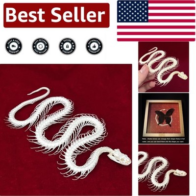 Taxidermy Snake Skeleton - High Quality Real Bones for Science Education & Gifts