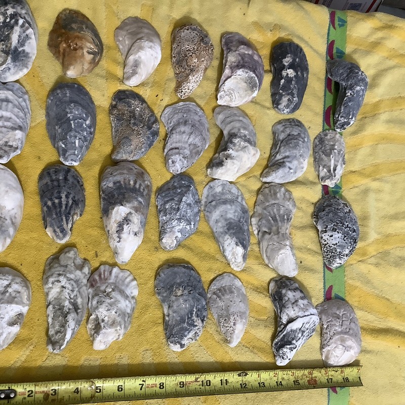 Lot of 28 Polished Atlantic Oyster Shells  3.75 To 5.25 Inch Long Craft Art