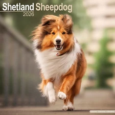 Shetland Sheepdog Calendar 2026 | 12x24" 16 Months | Dog Breed Gift Wall